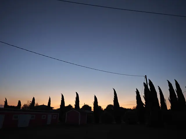 Cipressen bij zonsondergang